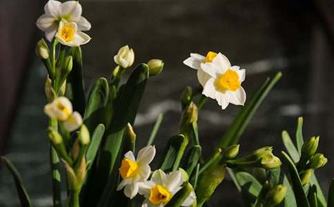 實(shí)用的水仙作文600字