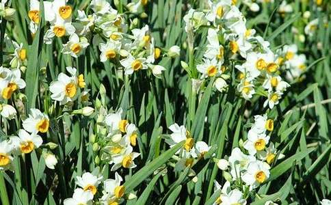 有關(guān)水仙花的作文400字(精選10篇)