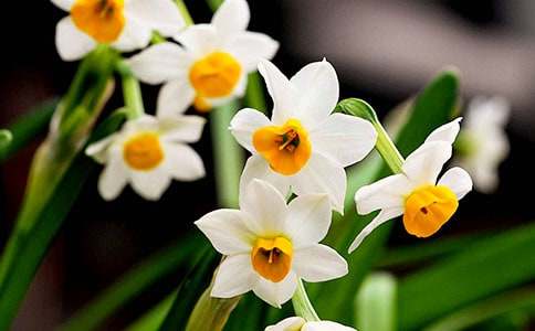 我心中的水仙花作文(通用23篇)