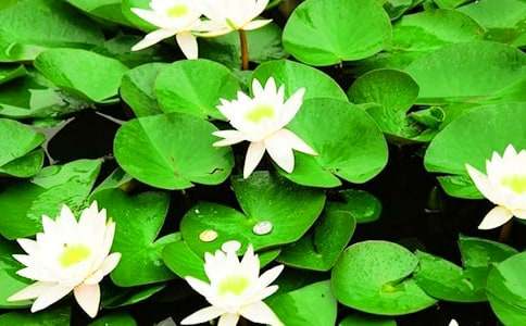 睡蓮花開的聲音閱讀理解附答案