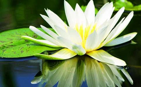 睡蓮葉子作文400字