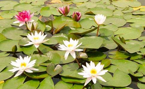 我家的睡蓮小學(xué)作文400字