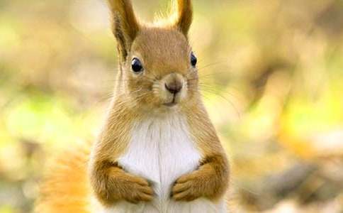 С����ͯԒ���Č�(sh��)��34ƪ