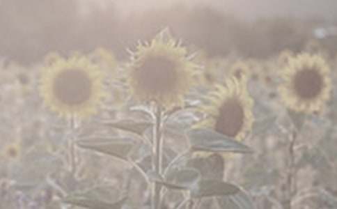 一個“太陽花”的微笑初一作文