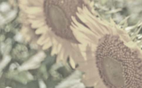 太陽花的微笑作文