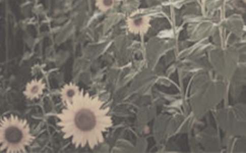 以太陽花為題的作文