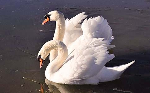 野天鵝改寫作文