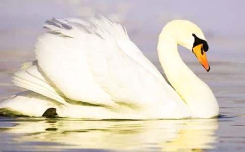 ���Z����ɫ����700��