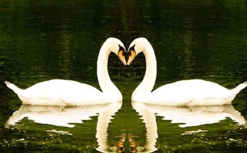 觀《天鵝湖》有感作文四百字