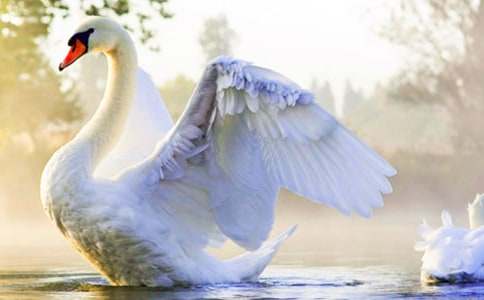 關(guān)于天鵝作文300字7篇