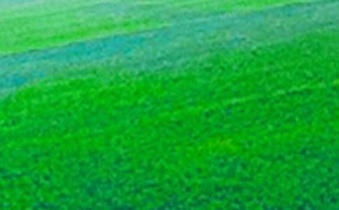 豐收的田野作文300字(通用21篇)