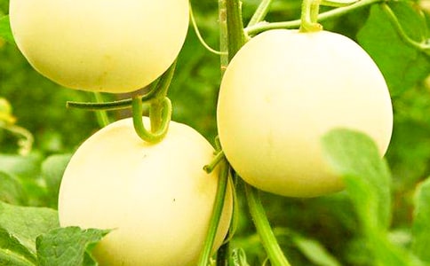 四年級(jí)500字習(xí)作 我動(dòng)物朋友——小甜瓜