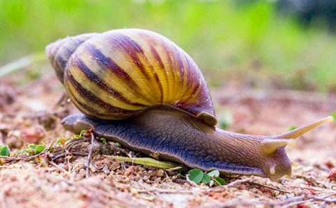 ΁ţ������600��4ƪ����Ʒ��