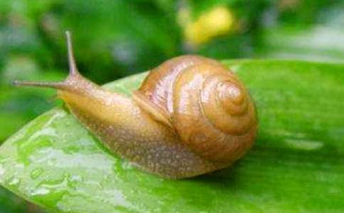 �Ұl(f��)�F(xi��n)��һֻ΁ţ����