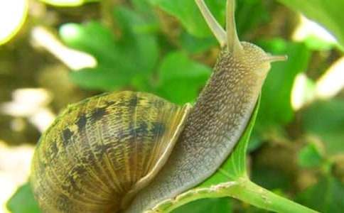 有關(guān)蝸牛的小學作文