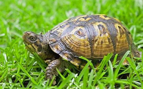 �����ֵ�����