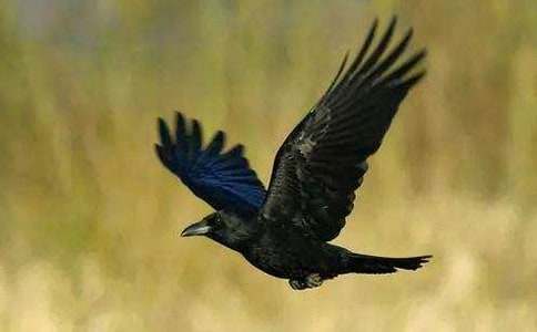 小烏鴉愛(ài)媽媽作文(15篇)