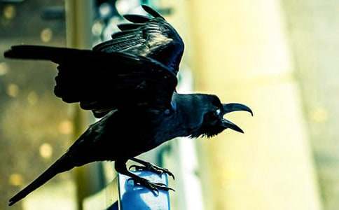 爸爸那張烏鴉嘴作文