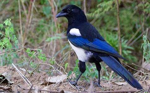 ϲ�o�Ľ�(j��ng)�v�W(xu��)������