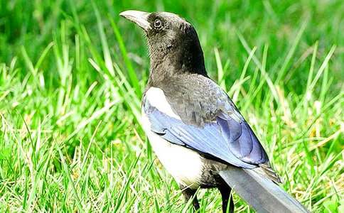 喜鵲作文400字(精選5篇)