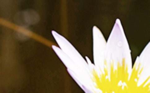 夏至荔枝狗肉節(jié)