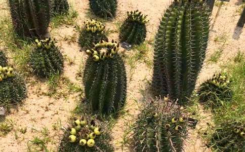 關(guān)于仙人掌的作文