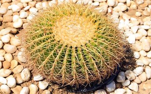 仙人掌的夢(mèng)作文