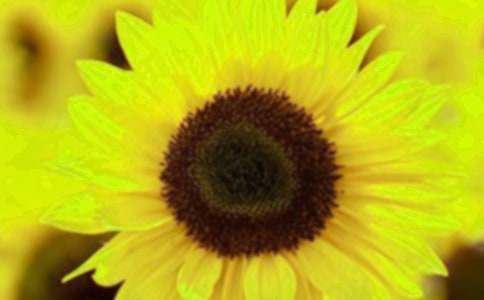 美麗的向日葵作文【熱】