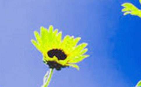 描寫向日葵的三年級作文