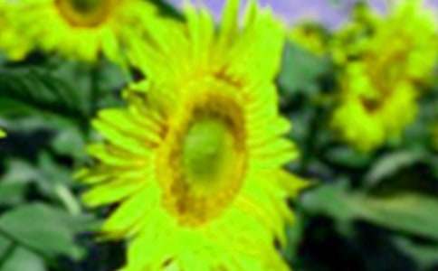 向日葵花開作文8篇(薦)