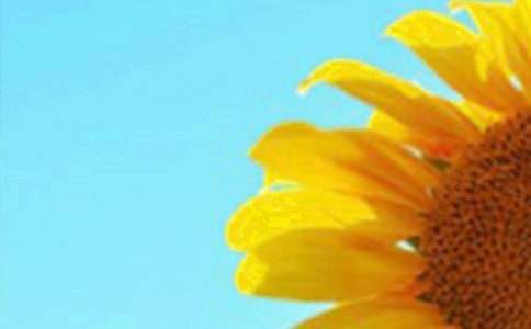 獻給父親向日葵作文600字