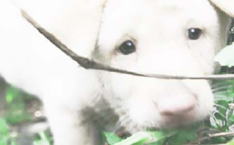 我愛小狗的優(yōu)秀學生作文