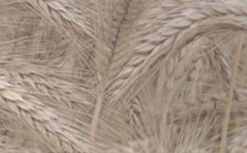 為小麥放歌抒情作文