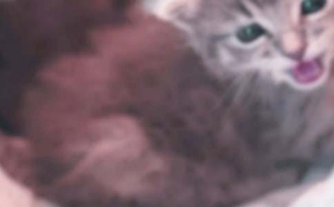 可愛(ài)的小貓600字_描寫(xiě)動(dòng)物的作文