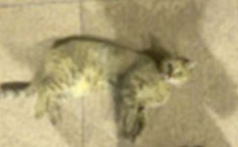 描寫(xiě)小貓的作文(通用3篇)