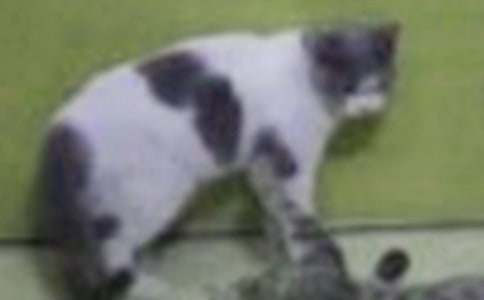 [���T]С؈С�W(xu��)����7ƪ