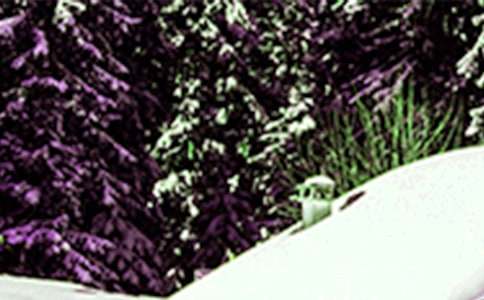 給小雪的信作文