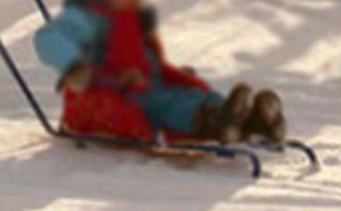 雪橇犬灰灰作文(精選8篇)