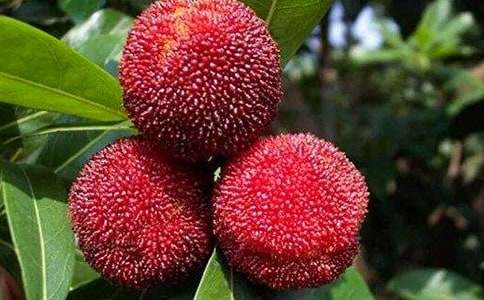 故鄉(xiāng)的楊梅作文經(jīng)典【6篇】