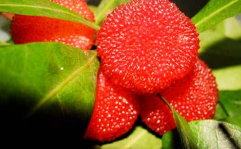 我愛故鄉(xiāng)的楊梅作文(5篇)