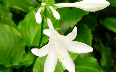 歌曲夜來香歌詞