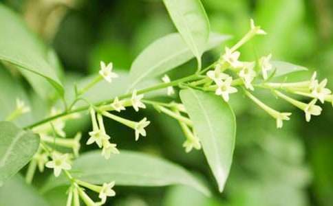 夜來香午夜綻放作文