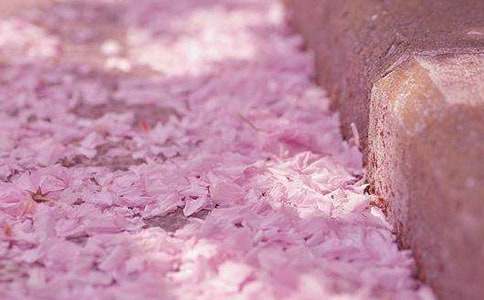 櫻花是多么美麗作文