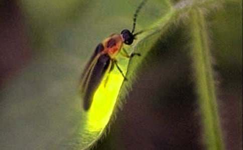 記憶深處里的螢火蟲作文