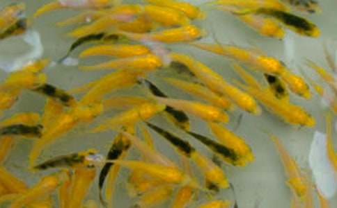 魚(yú)苗購(gòu)銷合同12篇