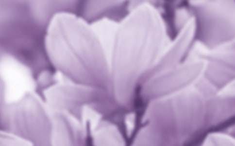 廣玉蘭花開作文400字(通用13篇)