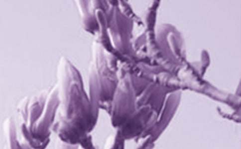 美麗的玉蘭花作文(精選116篇)