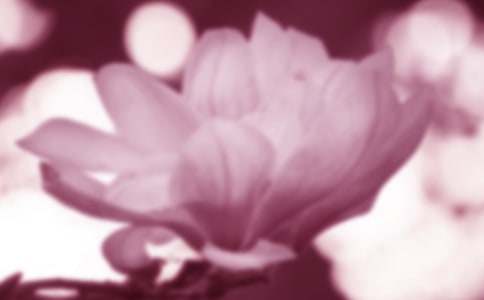 美麗的玉蘭花作文400字(精選14篇)