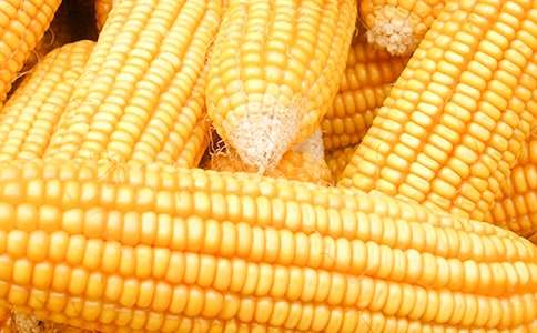 買(mǎi)玉米小學(xué)生作文400字