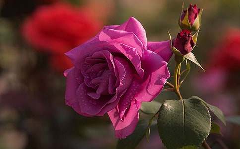 美麗的月季公園作文